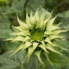 Green SunFlower seeds for Planting Sun Loving, Heirloom & GMO Free Seeds for Home Garden seeds for planting