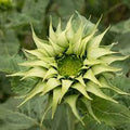 Green SunFlower seeds for Planting Sun Loving, Heirloom & GMO Free Seeds for Home Garden seeds for planting