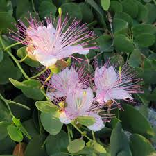 Blue Caper Flower seeds for Planting Compact Growth, Heirloom & GMO Free Seeds for Home Garden seeds for planting