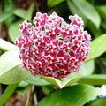 Hoya Kerrii for Planting Easy to Grow, Heirloom & GMO Free Seeds for Home Garden seeds for planting
