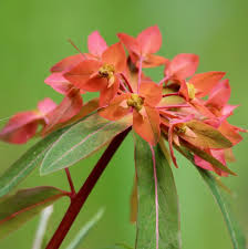 Red Griffithii Flower seeds for Planting Wildflower Mix, Heirloom & GMO Free Seeds for Home Garden seeds for planting