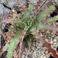 Hechtia Sp Tehuacan Flower seeds for Planting Pollinator Friendly, Heirloom & GMO Free Seeds for Home Garden seeds for planting