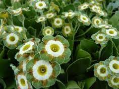 Green Shade Auricula Flower seeds for Planting Shade Tolerant, Heirloom & GMO Free Seeds for Home Garden seeds for planting