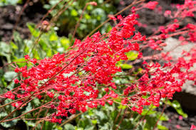Red Coral Bells Flower seeds for Planting Pollinator Friendly, Heirloom & GMO Free Seeds for Home Garden seeds for planting