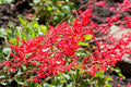 Red Coral Bells Flower seeds for Planting Pollinator Friendly, Heirloom & GMO Free Seeds for Home Garden seeds for planting