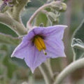 Solanum Flower seeds for Planting Pollinator Friendly, Heirloom & GMO Free Seeds for Home Garden seeds for planting