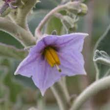 Solanum Flower seeds for Planting Pollinator Friendly, Heirloom & GMO Free Seeds for Home Garden seeds for planting