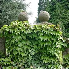 Ivy Flower seeds for Planting Wildflower Mix, Heirloom & GMO Free Seeds for Home Garden seeds for planting