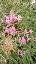 Willowherb Flower seeds for Planting Fragrant Blossoms, Heirloom & GMO Free Seeds for Home Garden seeds for planting