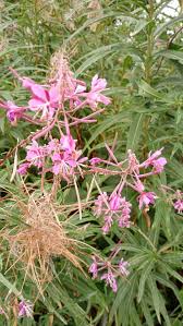 Willowherb Flower seeds for Planting Fragrant Blossoms, Heirloom & GMO Free Seeds for Home Garden seeds for planting