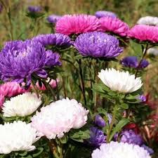 Premium Violet White Chrysanthemum Flower Seeds for Planting Heirloom, Non GMO, Bright Bloom Garden Seeds seeds