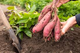 Yellow Sweet Potato Vegetable Seeds For Planting - Grow Your Own Nutrient-Rich Harvest