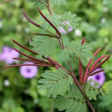 Mimosa Pudica Seeds For Planting: Sensitive Plant Flower