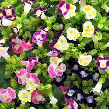 Torenia Kauai Flower seeds for Planting Long Bloom Season Heirloom & GMO Free Seeds for Home Garden