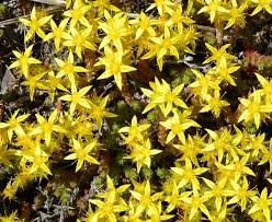 Premium Yellow Sedum Flower seeds for Planting Fragrant Blossoms, Heirloom & GMO Free Seeds for Home Garden seeds