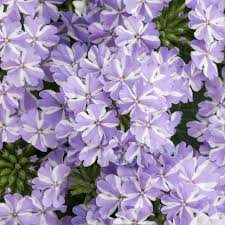 White Purple Verbena Flower seeds for Planting Easy to Grow, Heirloom & GMO Free Seeds for Home Garden vegetable and garden seeds