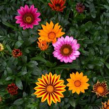 Yellow Red Gazania Rigens Flower seeds for Planting Premium Quality, Heirloom & GMO Free Seeds for Home Garden vegetable and garden seeds