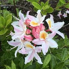Western Azalea Flower seeds for Planting Bright Blooms Heirloom & GMO Free Seeds for Home Garden