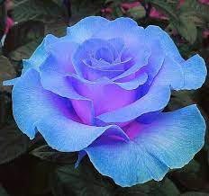 Rose Blue Green Seeds For Planting Flower