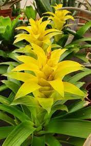 Yellow Bromeliad Tillandsia Flower seeds for Planting - Cut Flower Favorite, Heirloom & GMO Free Seeds for Home Garden