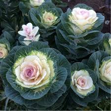 Kales Brassica Flower seeds for Planting Easy to Grow Heirloom & GMO Free Seeds for Home Garden