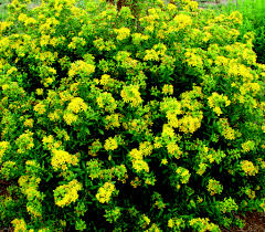 Premium Euphorbia Lathyris Flower seeds for Planting Sun Loving, Heirloom & GMO Free Seeds for Home Garden seeds
