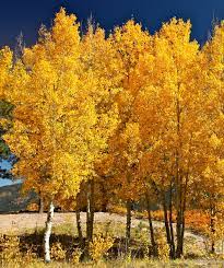 Quaking Aspen Flower seeds for Planting - Compact Growth, Heirloom & GMO Free Seeds for Home Garden