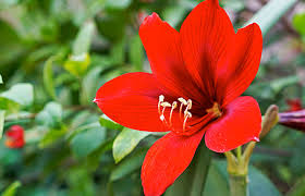 Heirloom Amaryllis Flower seeds for Planting Pollinator Friendly Heirloom & GMO Free Seeds for Home Garden