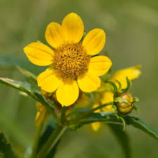 Bidens Cernua Flower seeds for Planting Cut Flower Favorite Heirloom & GMO Free Seeds for Home Garden