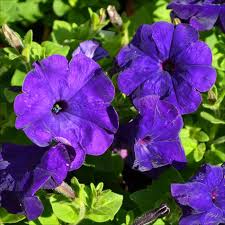Blue Petunia Flower seeds for Planting Vibrant Colors, Heirloom & GMO Free Seeds for Home Garden seeds for planting