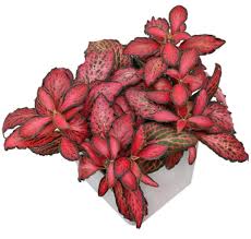 Red Fittonia Verschaffeltii Flower seeds for Planting - Easy to Grow, Heirloom & GMO Free Seeds for Home Garden
 
 Sale