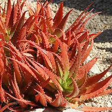 Edible Aloe Vera Orange Seeds For Planting - Grow Nutritious Aloe! Herb