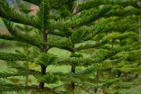 Araucaria Seeds For Planting Stunning Dark Green Trees Plant Seeds