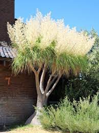 Yellow Beaucarnea Recurvata Plant Seeds Planting