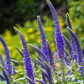 Veronica Flower seeds for Planting Shade Tolerant, Heirloom & GMO Free Seeds for Home Garden seeds for planting