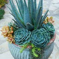 Blue Maguey Aloe Flower seeds for Planting Easy to Grow, Heirloom & GMO Free Seeds for Home Garden seeds for planting