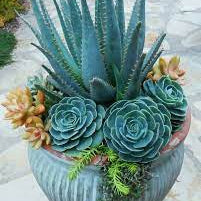Blue Maguey Aloe Flower seeds for Planting Easy to Grow, Heirloom & GMO Free Seeds for Home Garden seeds for planting