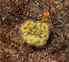 Drosera Glanduligera (Pimpernel Sundew) Flower seeds for Planting Sun Loving, Heirloom & GMO Free Seeds for Home Garden seeds for planting