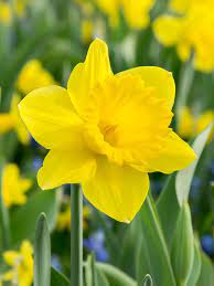 Thick Yellow Narcissus Flower seeds for Planting Cottage Garden Essential, Heirloom & GMO Free Seeds for Home Garden seeds for planting