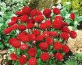 Fresh Blooming Flower Seeds for Planting Heirloom, Non GMO, Drought Tolerant Garden Seeds seeds for planting