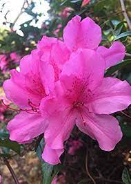 Pink Rhododendron Flower seeds for Planting Sun Loving, Heirloom & GMO Free Seeds for Home Garden seeds for planting