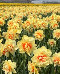 Light Yellow Daffodil Flower seeds for Planting Perfect for Borders, Heirloom & GMO Free Seeds for Home Garden seeds for planting