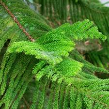Light Green Araucaria Foliage Seeds For Planting Plant Seeds