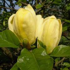 Yulan Flower Seeds Light Yellow Planting Guide
