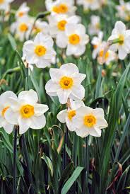 Daffodils Flower Seeds Planting White
