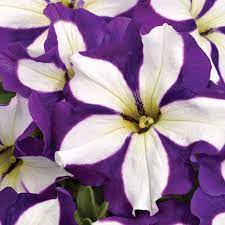 Petunia Flower Seeds For Planting - Blue & White Vibrant Displays