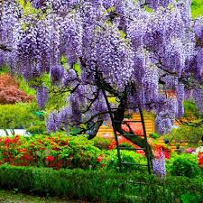 Wisteria Seeds For Planting: Grow Beautiful Climbing Blooms Flower