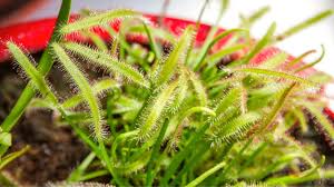 Sundew Plant Seeds Planting Light Green