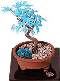 Multi-Colored Seeds For Bonsai Tree Planting