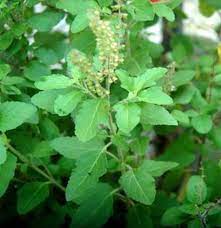 Tulsi Seeds: Essential Guide For Successful Planting